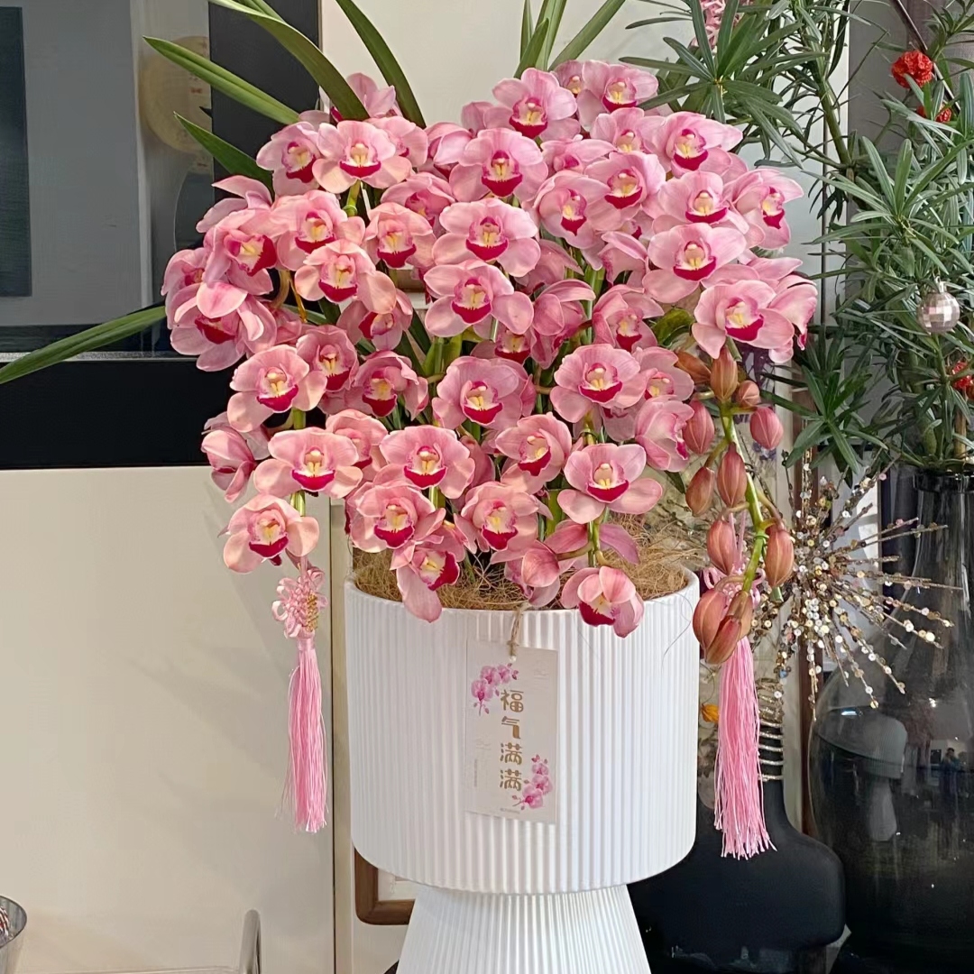 粉色大花惠兰 韩国垂兰 大花蕙