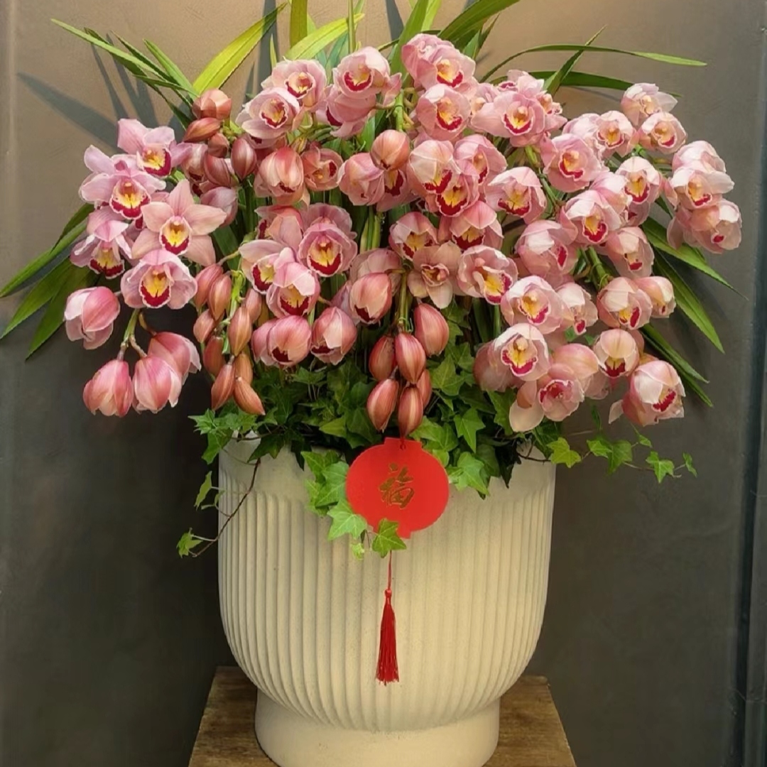 粉色大花惠兰 韩国垂兰 大花蕙