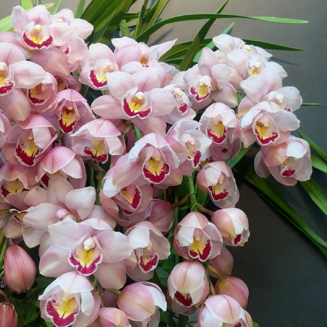 粉色大花惠兰 韩国垂兰 大花蕙