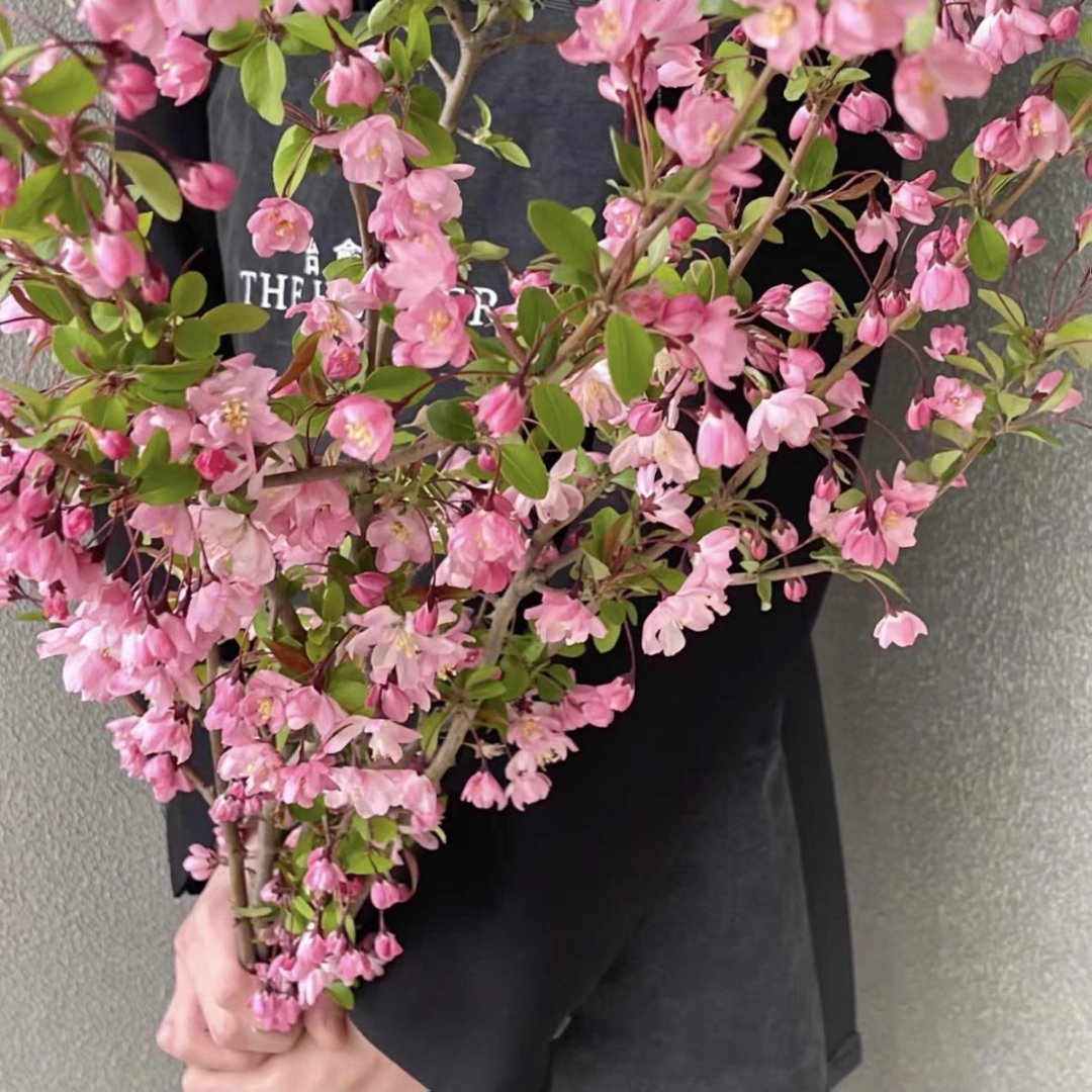 垂丝海棠鲜花1扎2-3枝鲜枝插花水培鲜花卉室内绿叶开花水养好活海棠花家庭生活鲜花