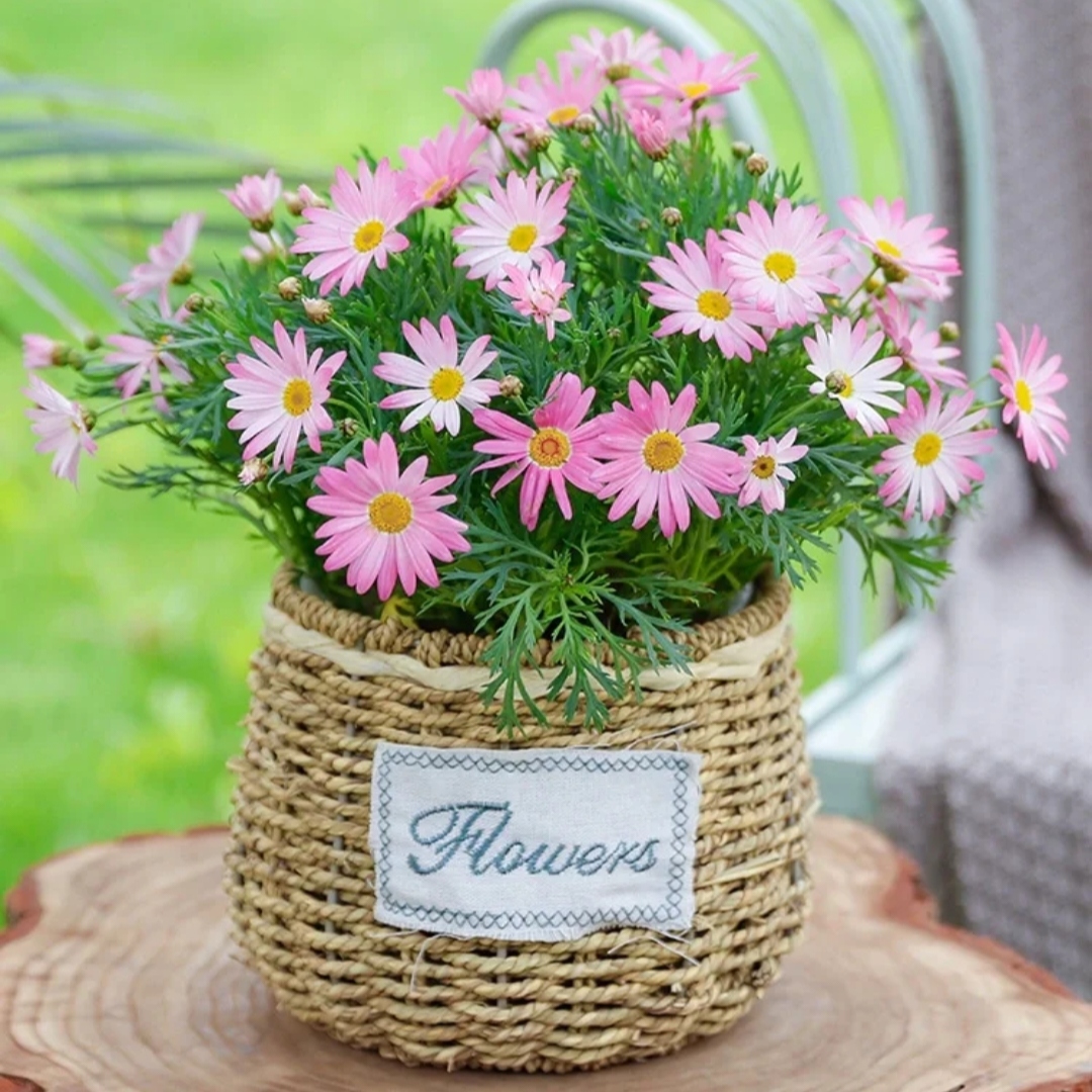 小雏菊盆栽小翠菊盆栽瓜叶菊玛格