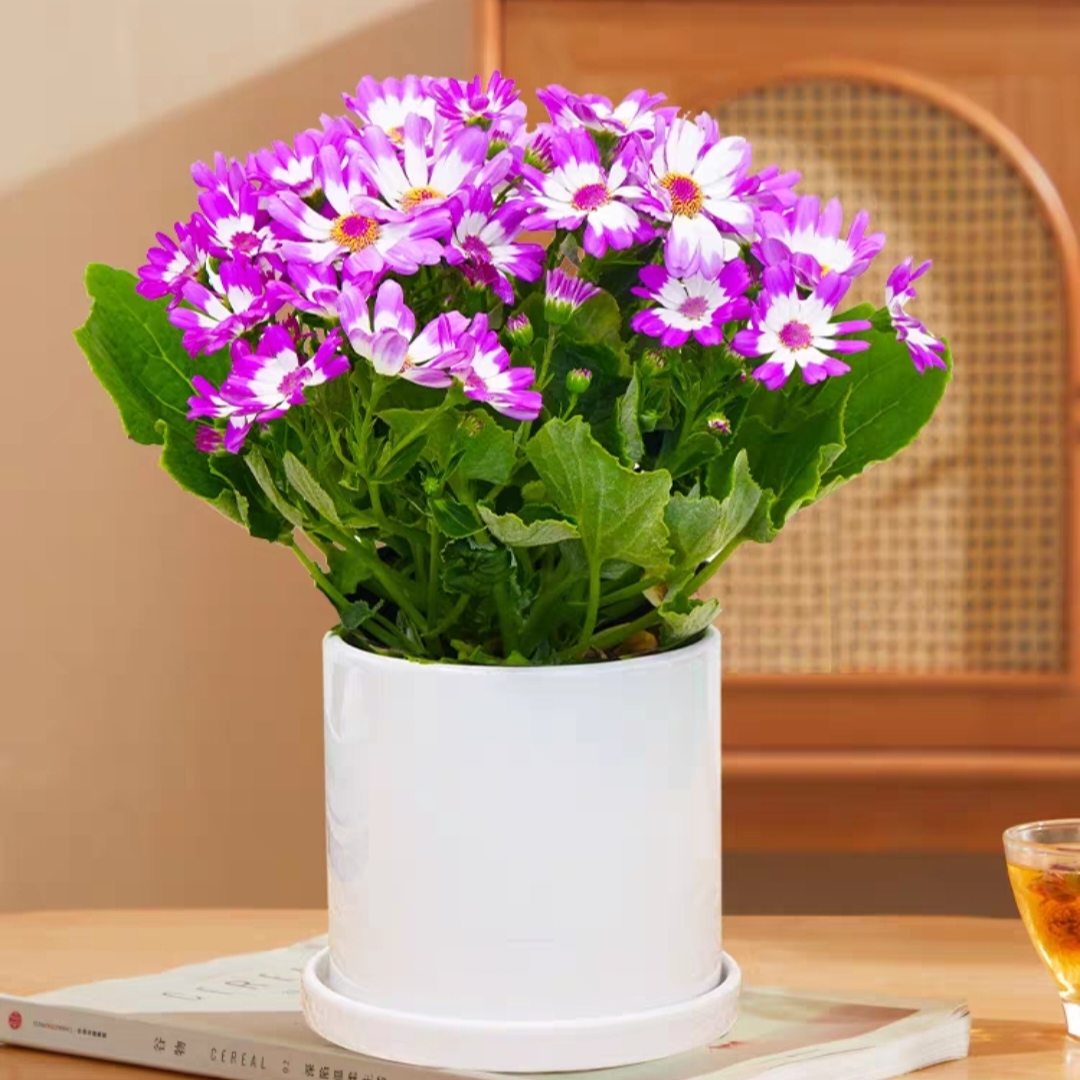 瓜叶菊小雏菊植物盆栽小翠菊盆栽