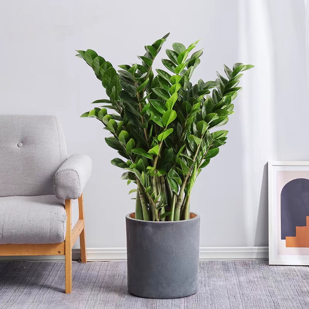 金钱树1盆招财植物开业植物网红