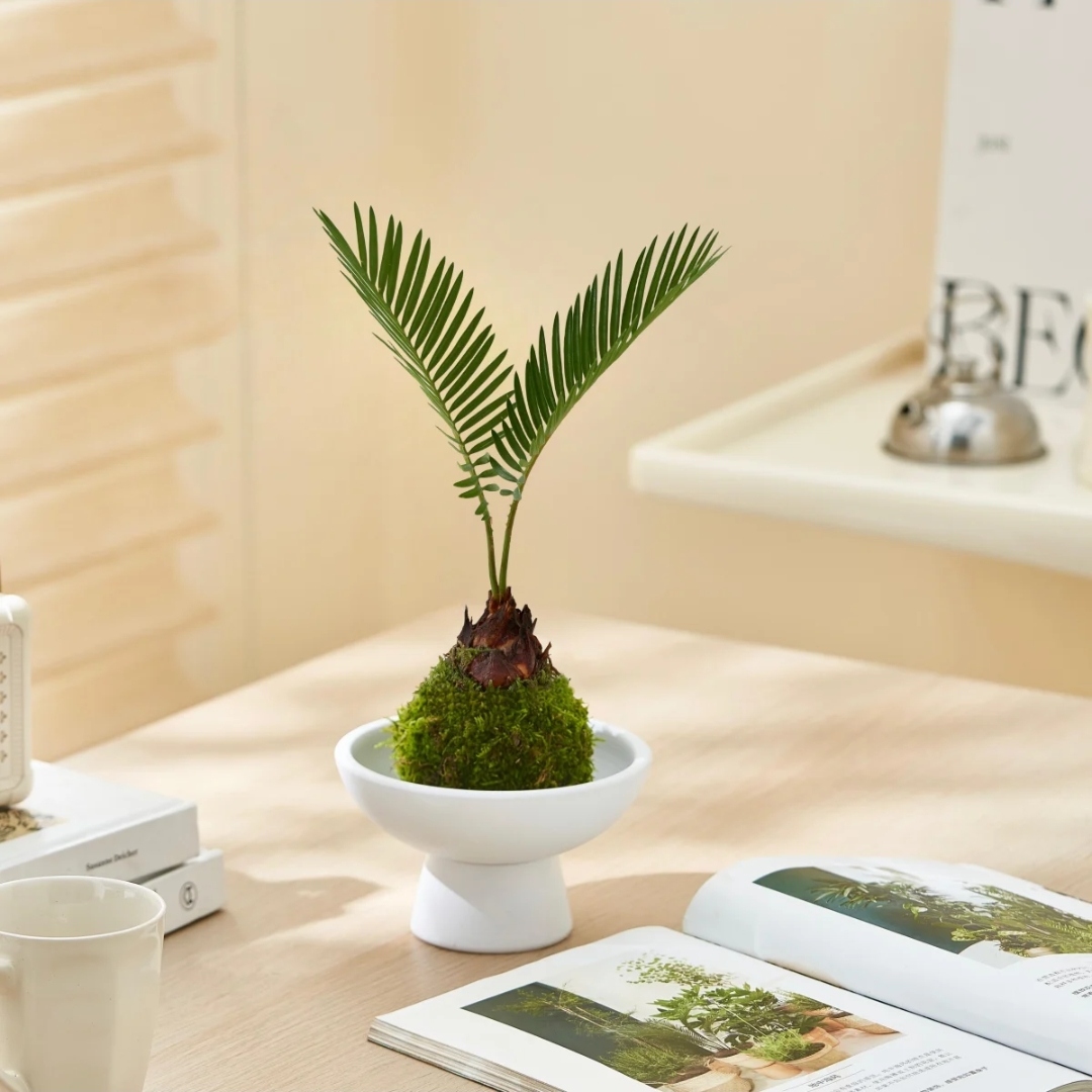 铁树苔藓球|懒人植物室内好养殖净化空气吸甲醛净化空气