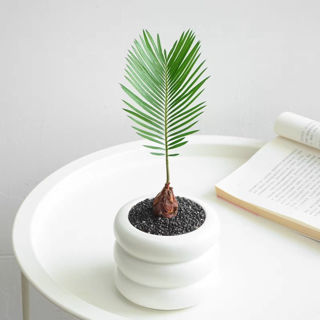 铁树宝宝小盆栽凤尾铁树盆景北欧ins风办公室桌mini小盆栽