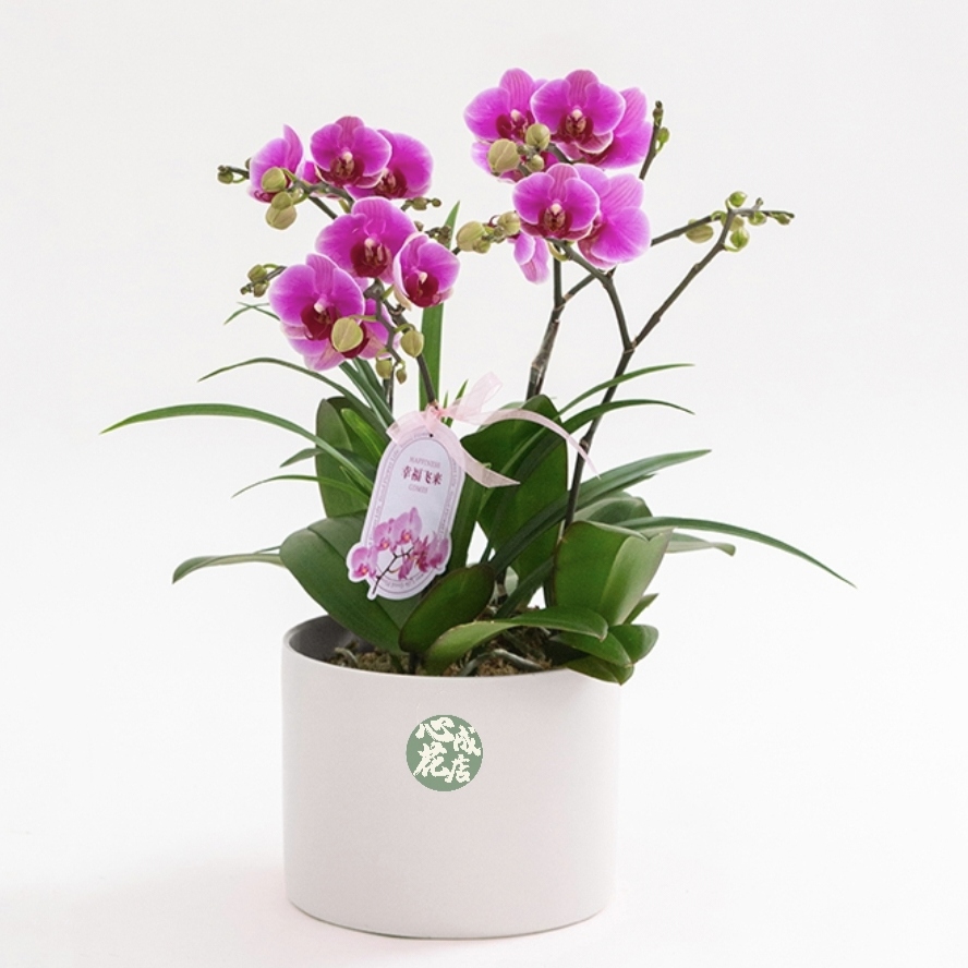 宝贝蝴蝶兰盆栽高档花卉带真鲜花