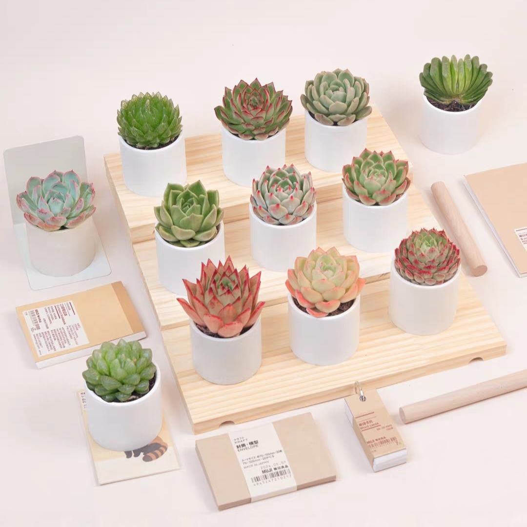 【多肉植物+白色瓷盆】1盆多肉