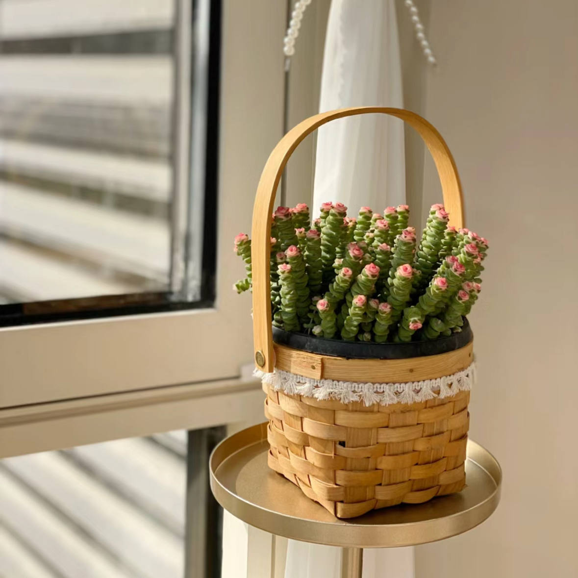 钱串手提编织花篮招财植物多肉植物钱串串盆栽办公室内花卉好养花蓝样式随机