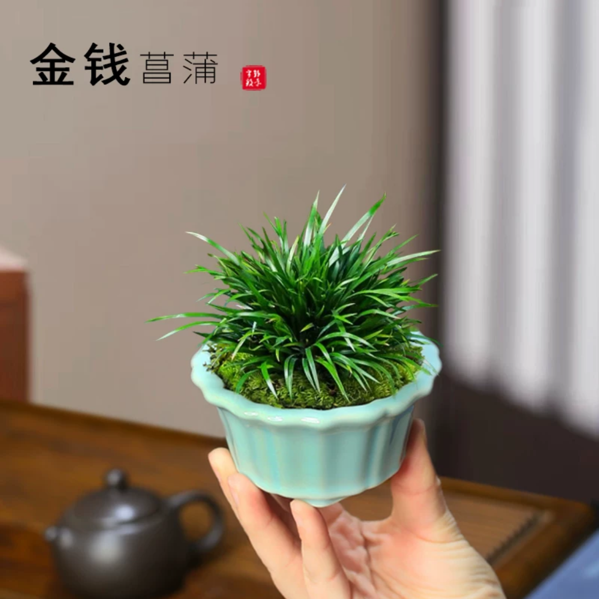 菖蒲草造型盆景苍蒲黄金姬虎须昌蒲植物办公室盆栽室内四季好养小绿植