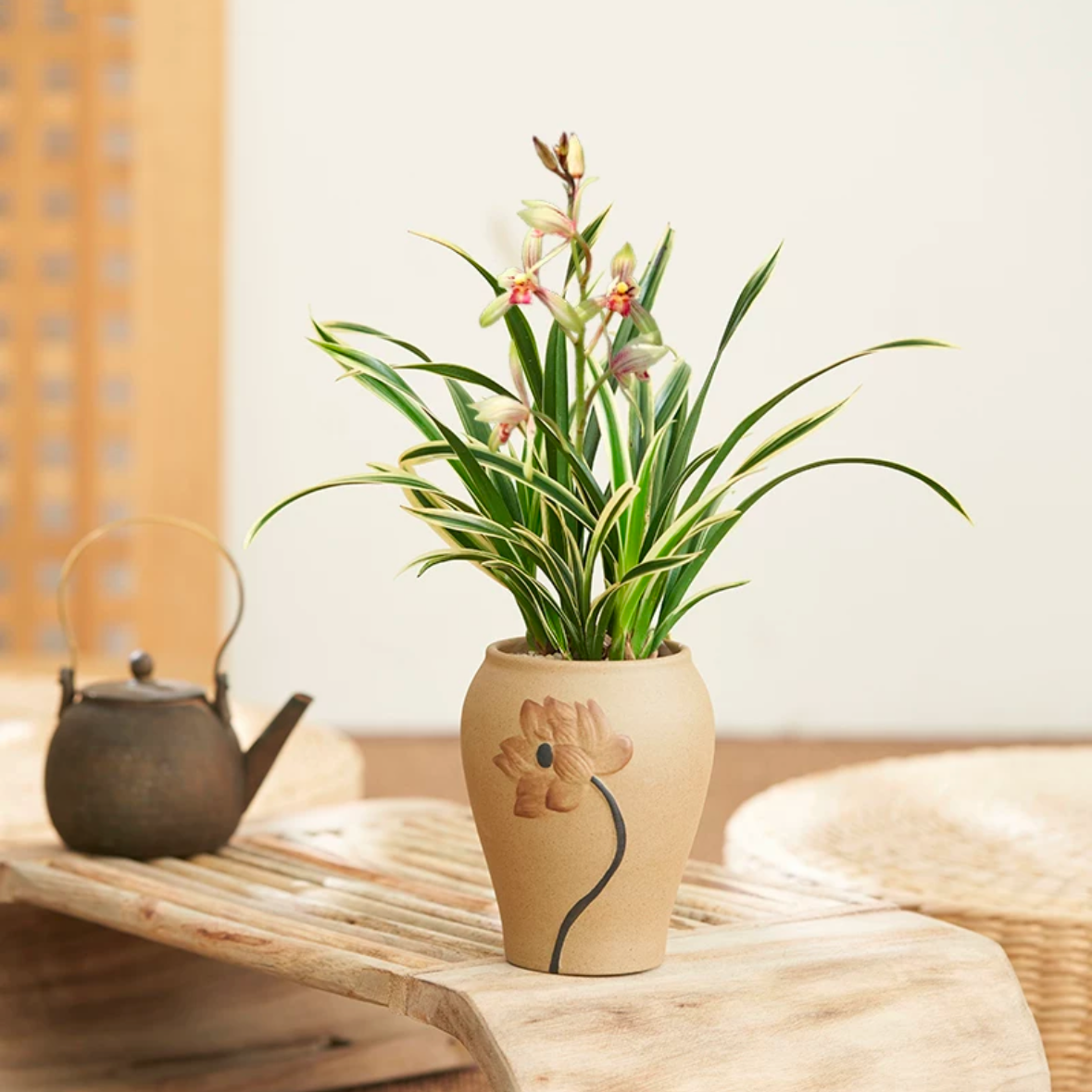 建兰千金兰花苗盆栽中国兰室内开花植物客厅书房办公室桌面盆栽阳台绿植