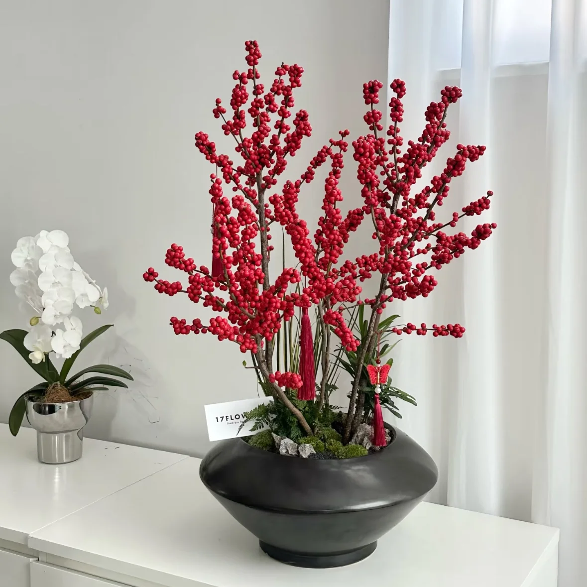 超大北美冬青盆景植物盆栽 红豆