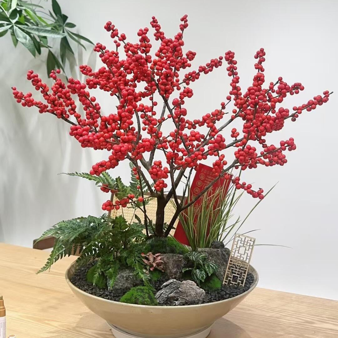 超大北美冬青盆景植物盆栽 红豆