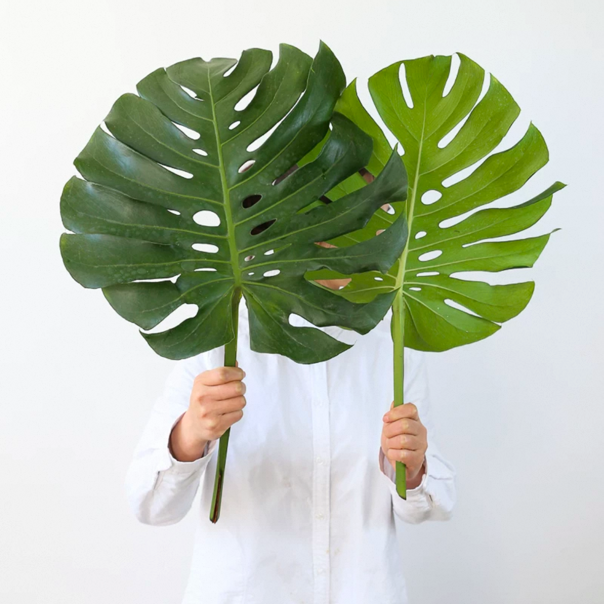 龟背竹叶子鲜切鲜花新鲜室内水培