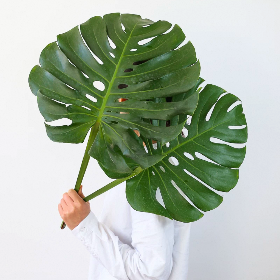 龟背竹叶子鲜切鲜花新鲜室内水培