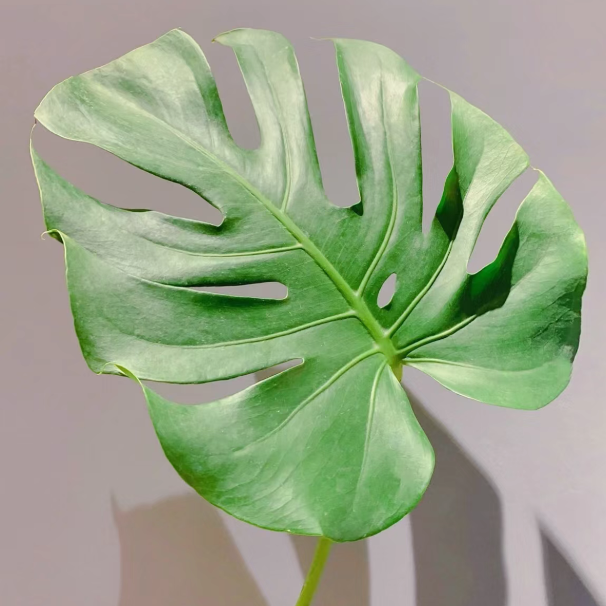 龟背竹叶子鲜切鲜花新鲜室内水培绿植插花绿色鲜切花无根龟背竹叶子