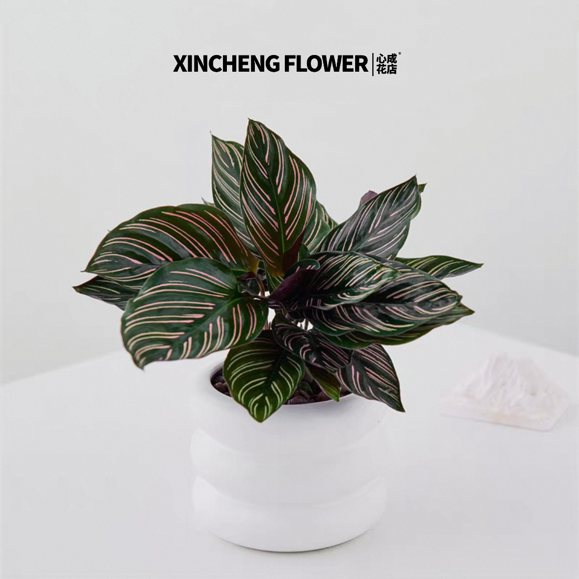 双线竹芋盆栽紫背彩叶花卉室内办公桌面耐阴观叶植物四季常青植物