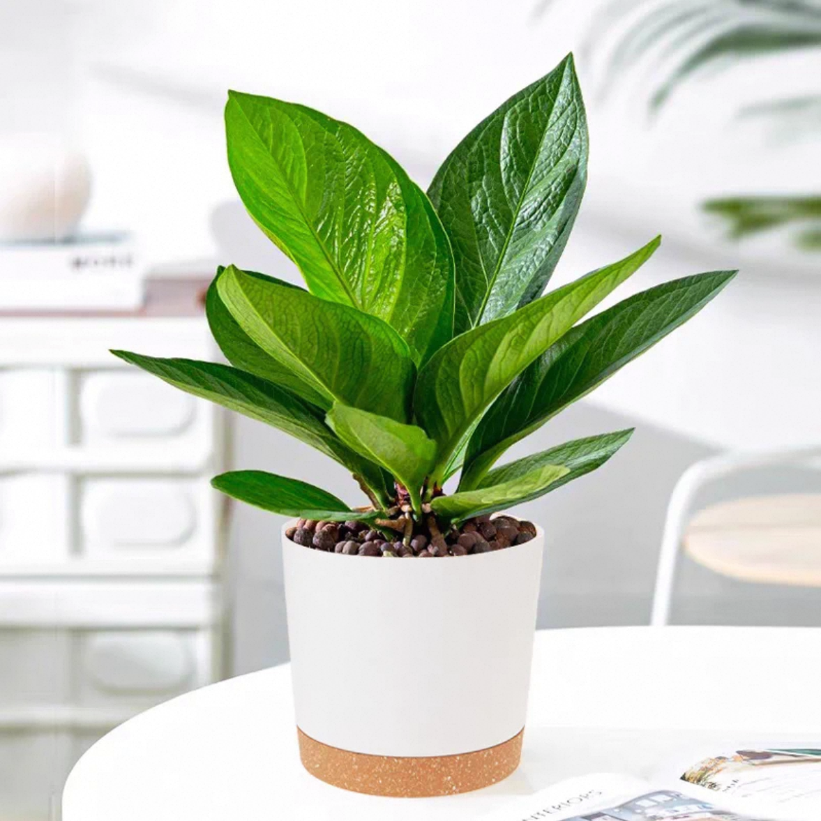 聚宝盆新品鸟巢花烛绿植小盆栽花