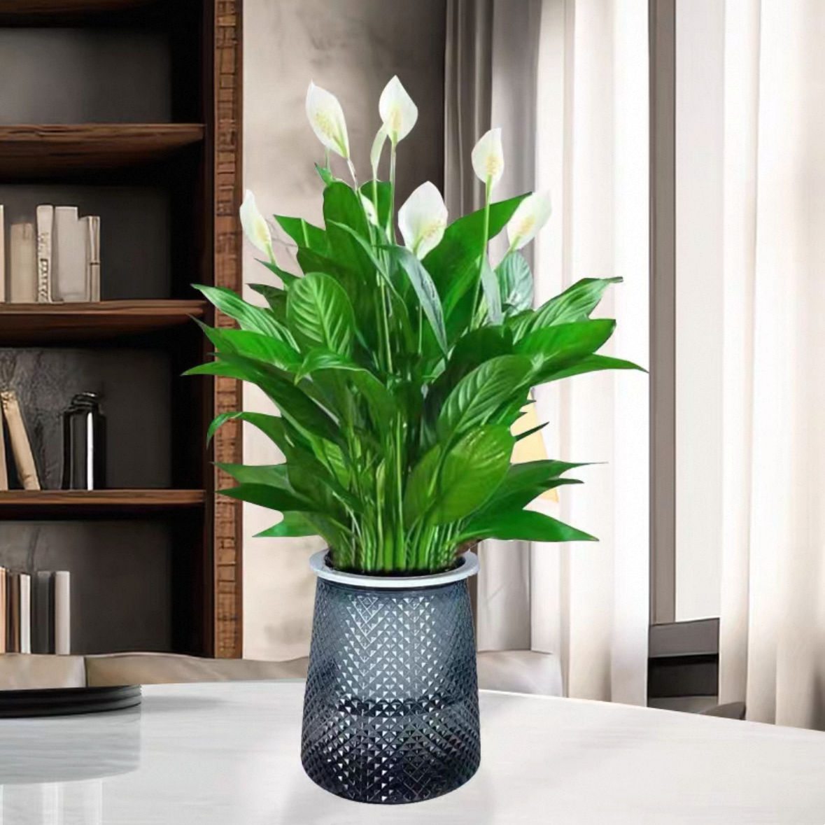 一帆风顺白掌配自吸水懒人花盆室