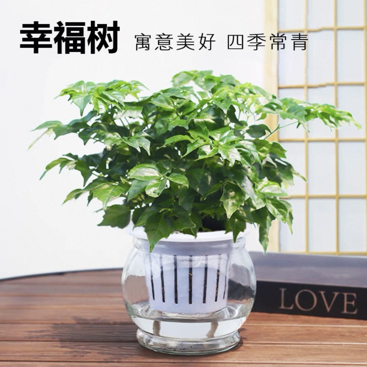 幸福树配自吸水懒人花盆室内办公水培植物盆栽好养好活花卉
