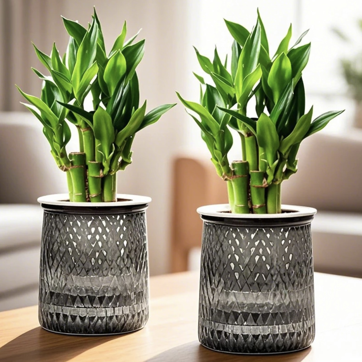 荷花竹配自吸水懒人花盆步步高富贵竹节节高室内办公水培植物盆栽