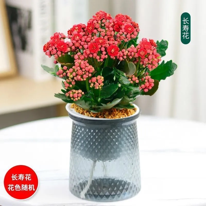 长寿花配自吸水懒人花盆长生不老