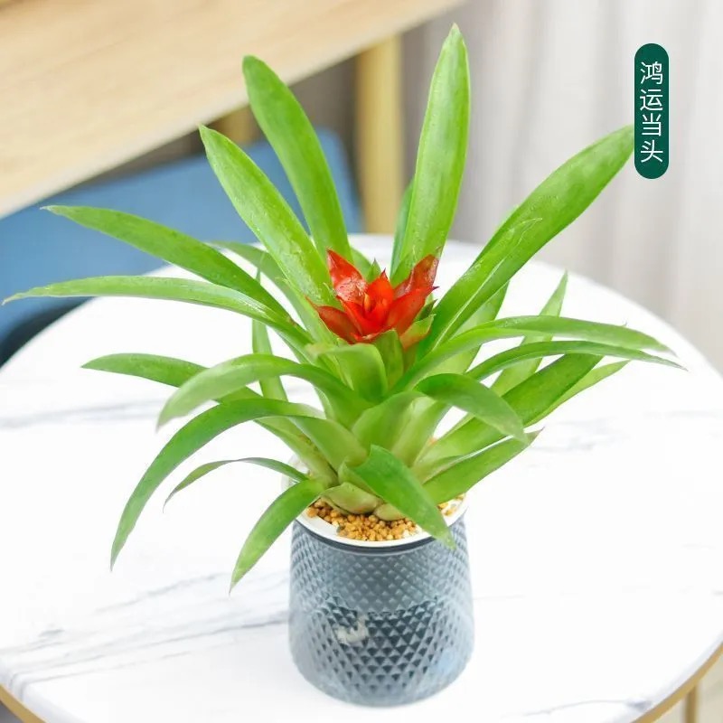鸿运当头配自吸水懒人花盆室内办