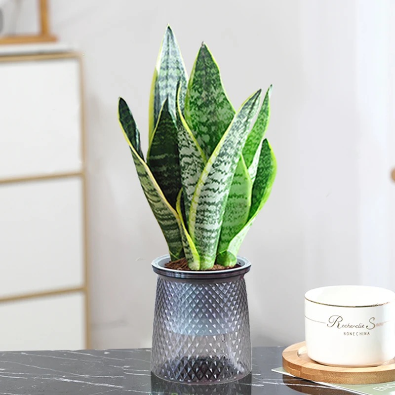 虎皮兰配自吸水懒人花盆净化空气室内办公桌面水培植物盆栽