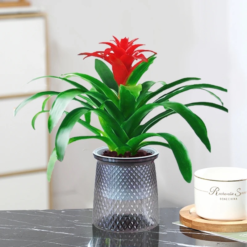 鸿运当头配自吸水懒人花盆室内办