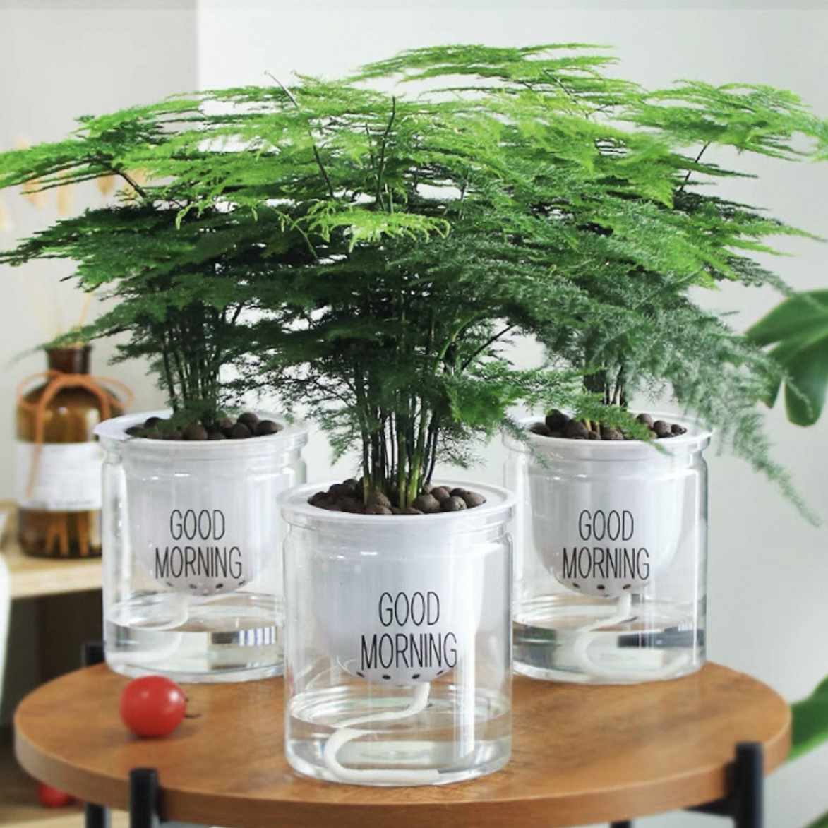 文竹配自吸水懒人花盆竹子室内办公桌面水培植物盆栽