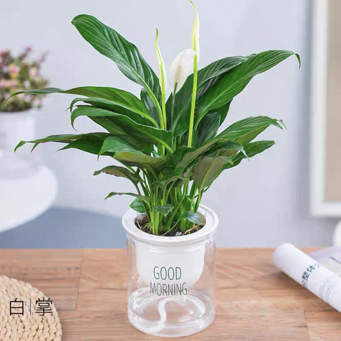 一帆风顺白掌配自吸水懒人花盆室