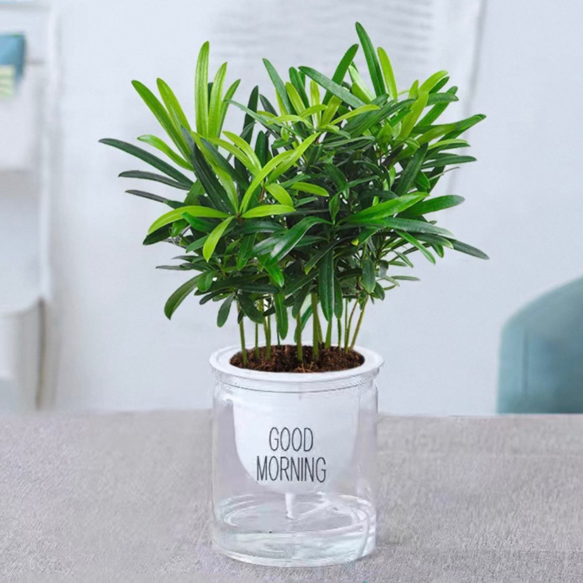 罗汉松配自吸水懒人花盆室内办公水培植物盆栽好养好活花卉