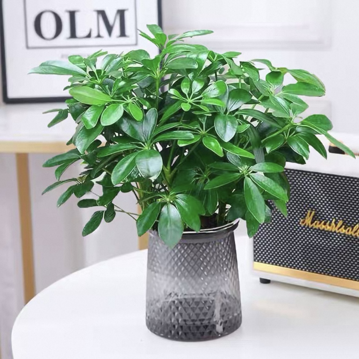 鸭脚木配自吸水懒人花盆八方来财植物盆栽好养好活花卉花店送花上门