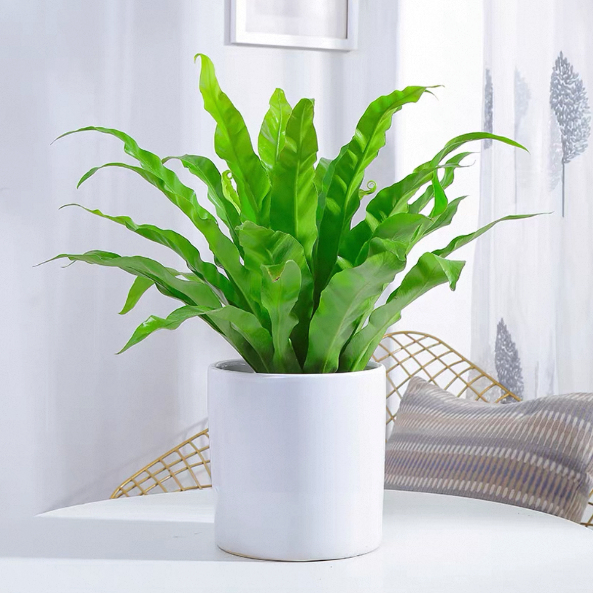 鸟巢蕨植物盆栽四季常绿耐荫绿植花卉办公室内新房吸甲醛客厅净化空气