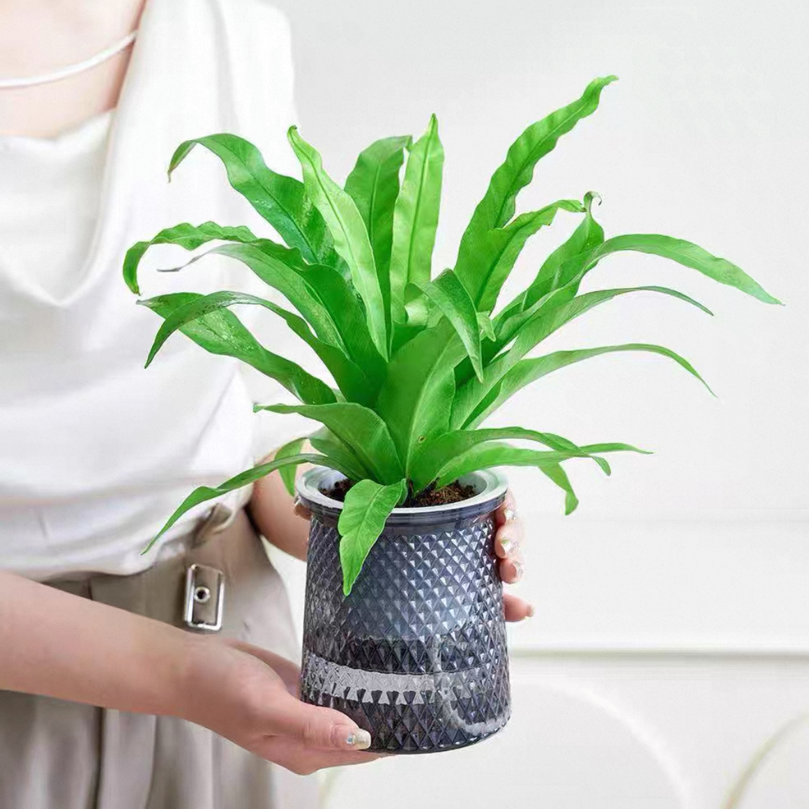 鸟巢蕨配自吸水懒人花盆常绿桌面水培植物盆栽