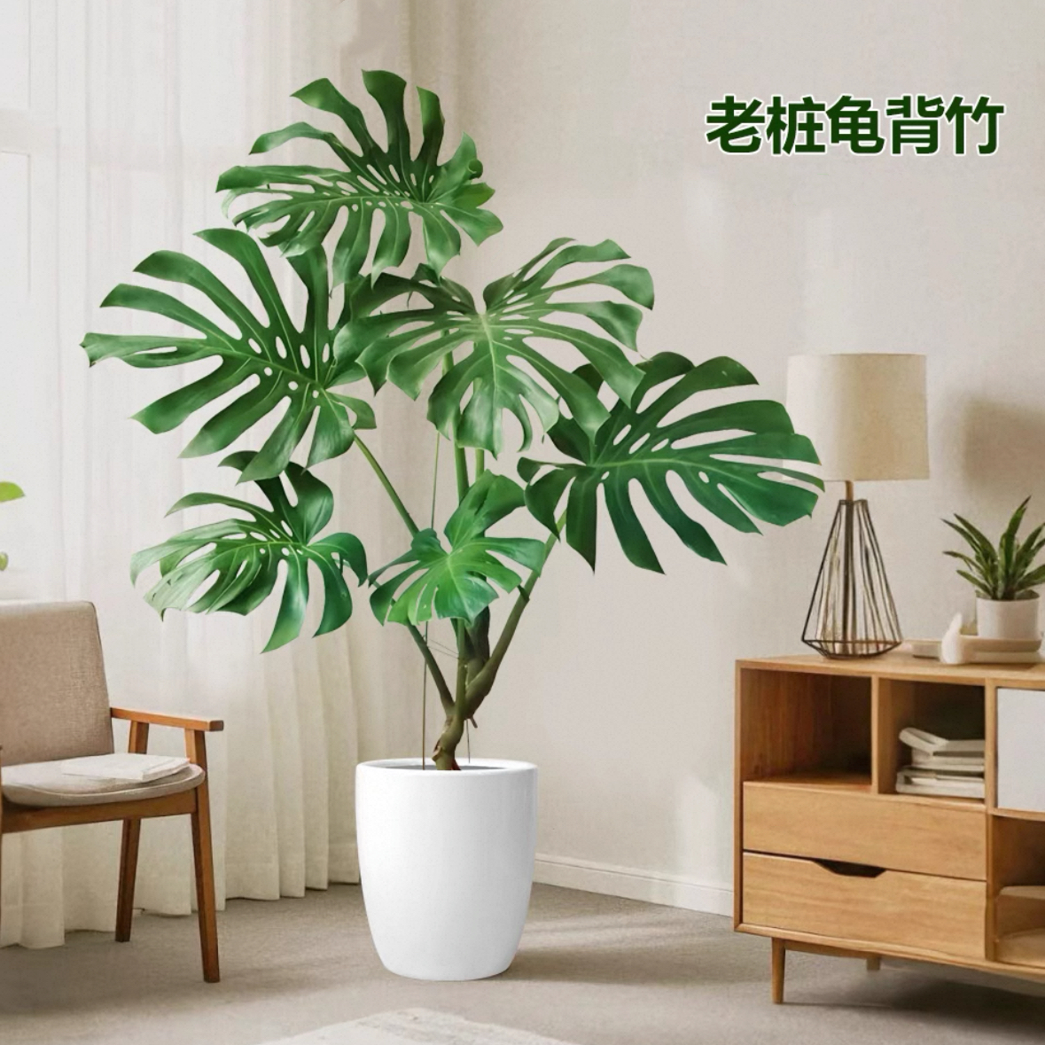 大叶老桩龟背竹客厅盆栽绿植高级感大气稳重中古软装情绪价值植物