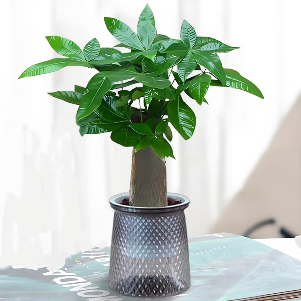 发财树配自吸水懒人花盆室内办公桌面水培植物盆栽水培独杆发财树