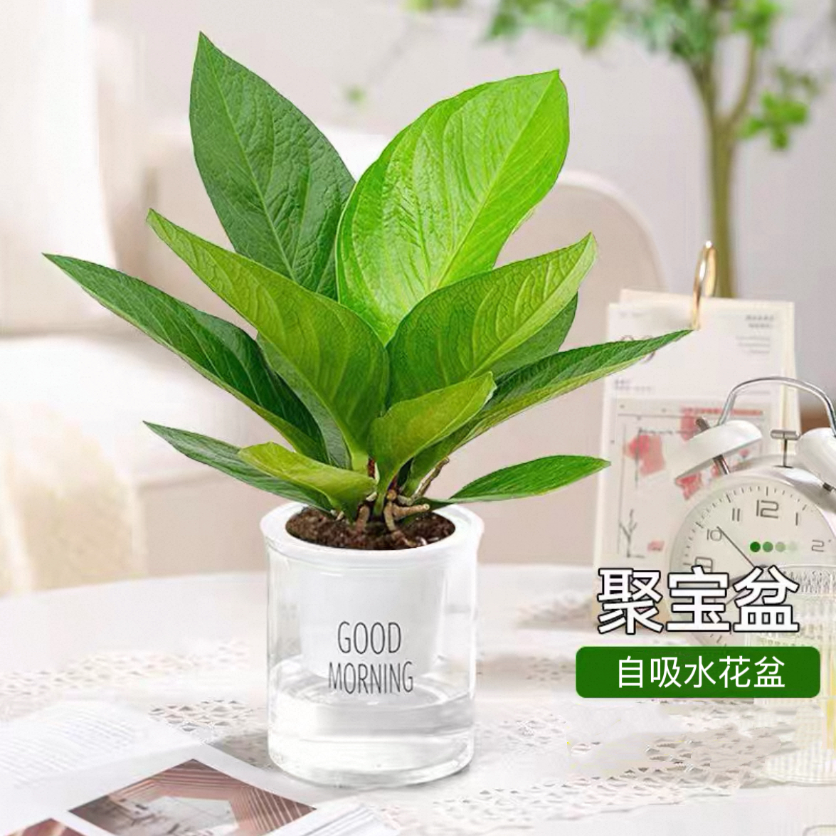 聚宝盆配懒人自吸水花盆好养易活室内招财四季常青防辐射桌面植物净化空气