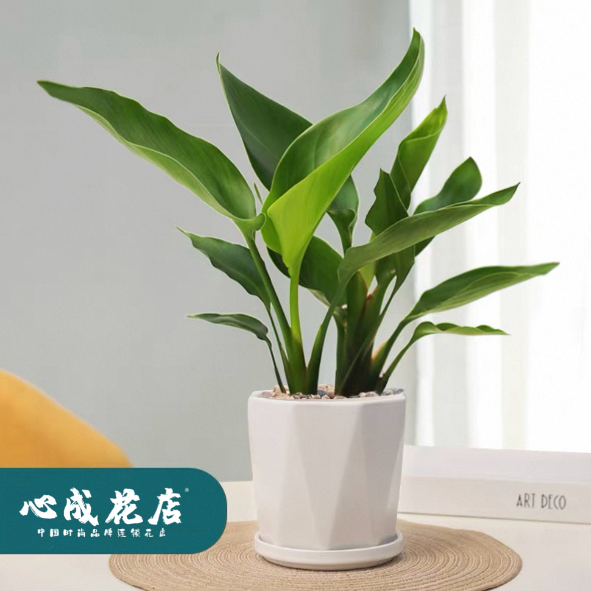 天堂鸟客厅绿植小盆栽小天堂鸟室内办公室网红鹤望兰好养四季观叶净化空气