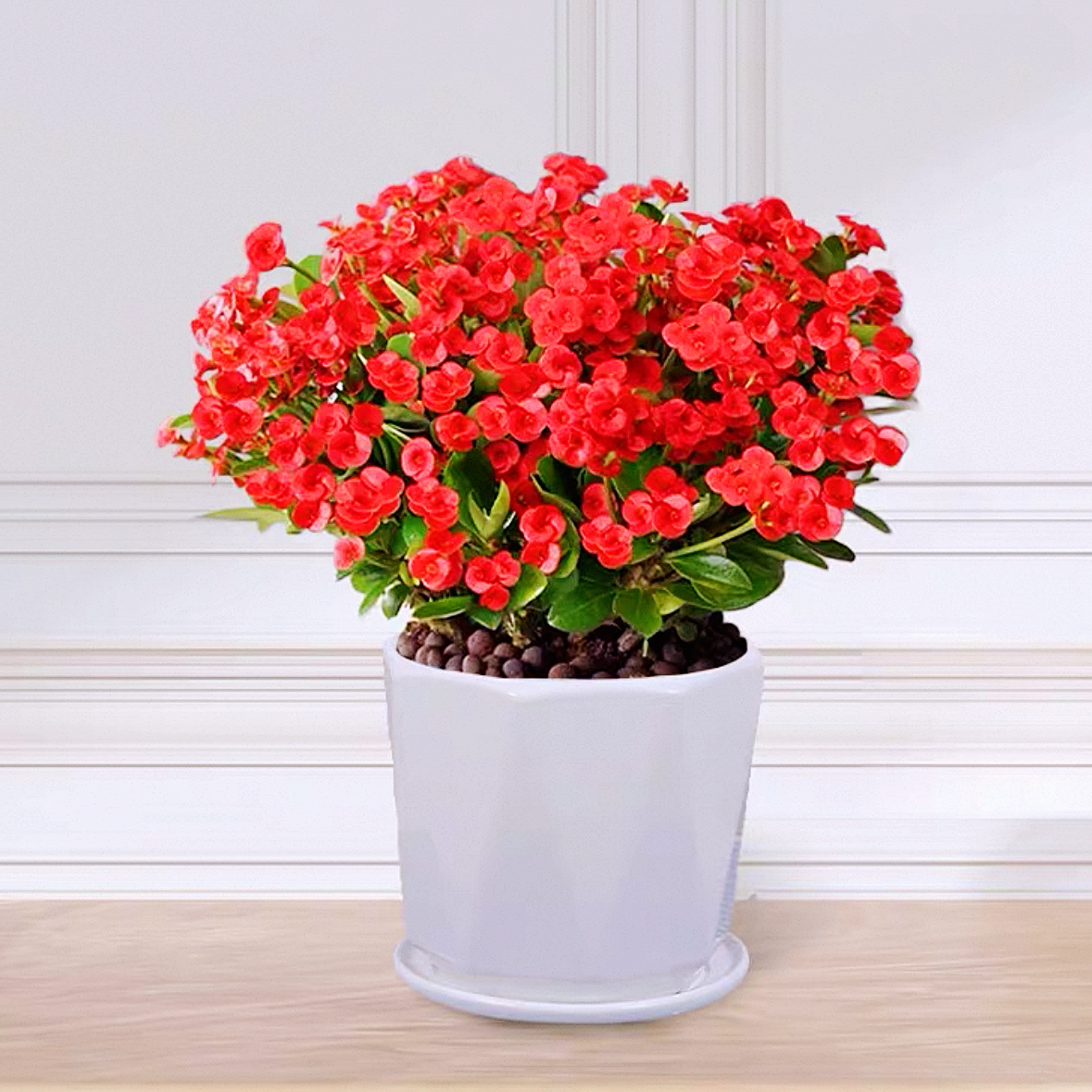 铁海棠花虎刺梅红色开花植物盆栽