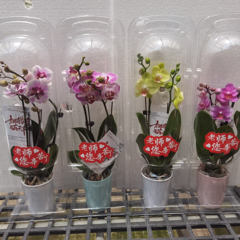 教师节花礼蝴蝶兰礼盒装清新典雅