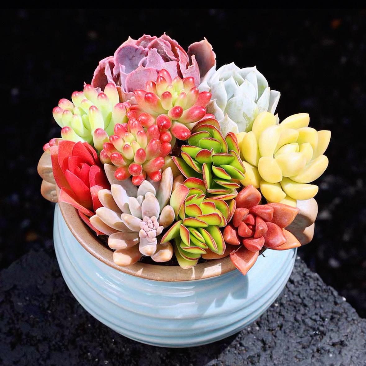 多肉组合盆栽创意微景观好看好养