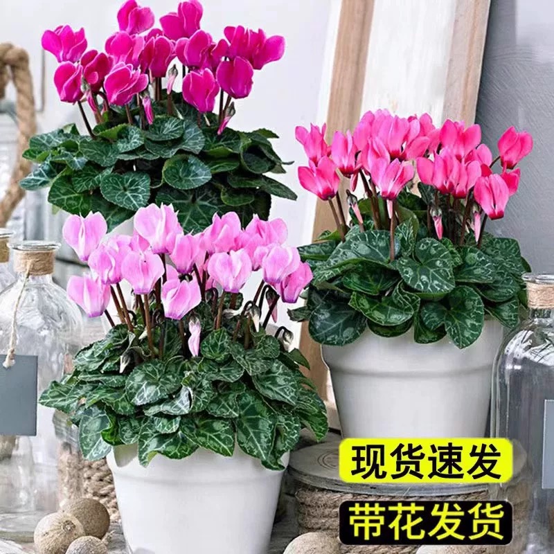 兔子花仙客来花多多开花植物盆栽