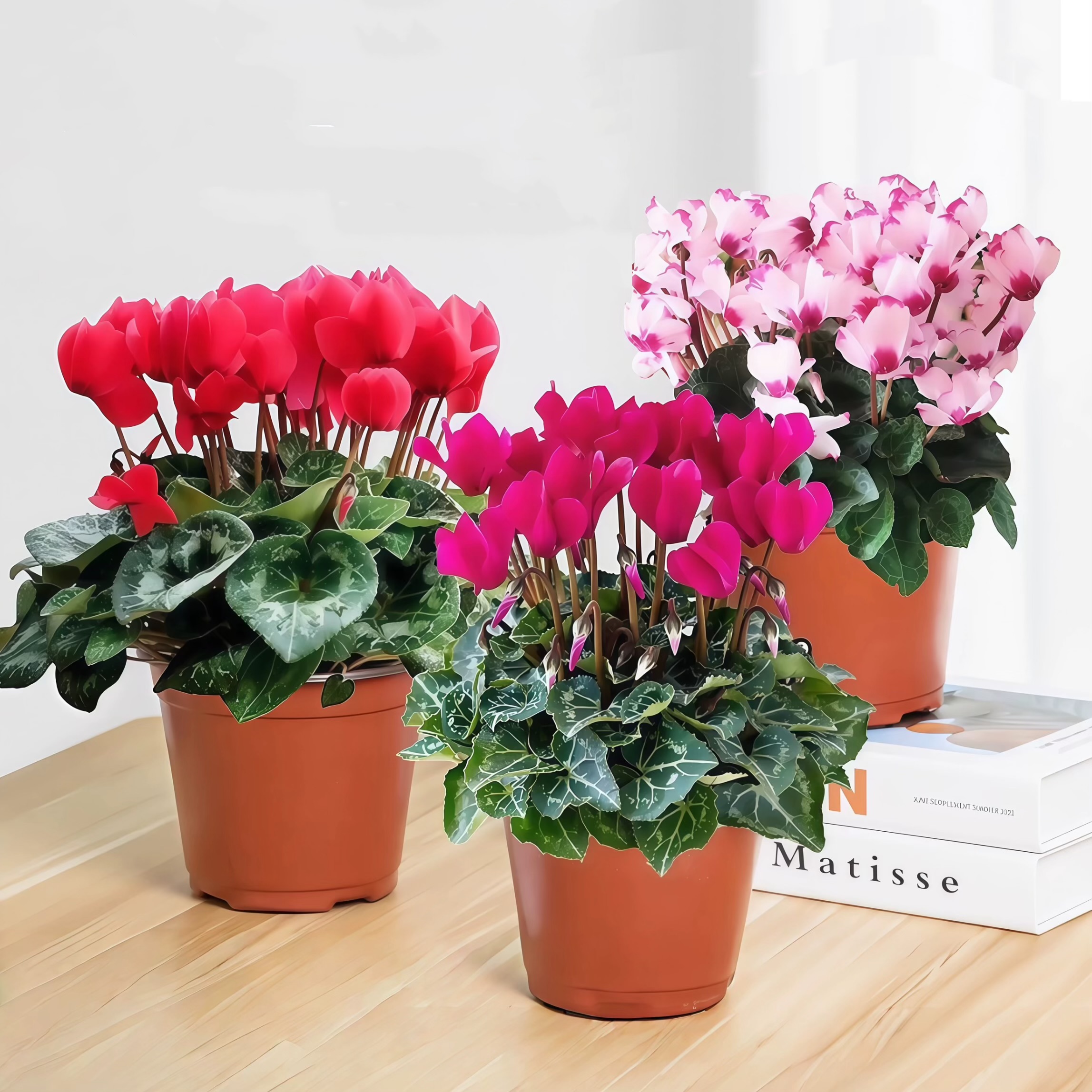 兔子花仙客来花多多开花植物盆栽