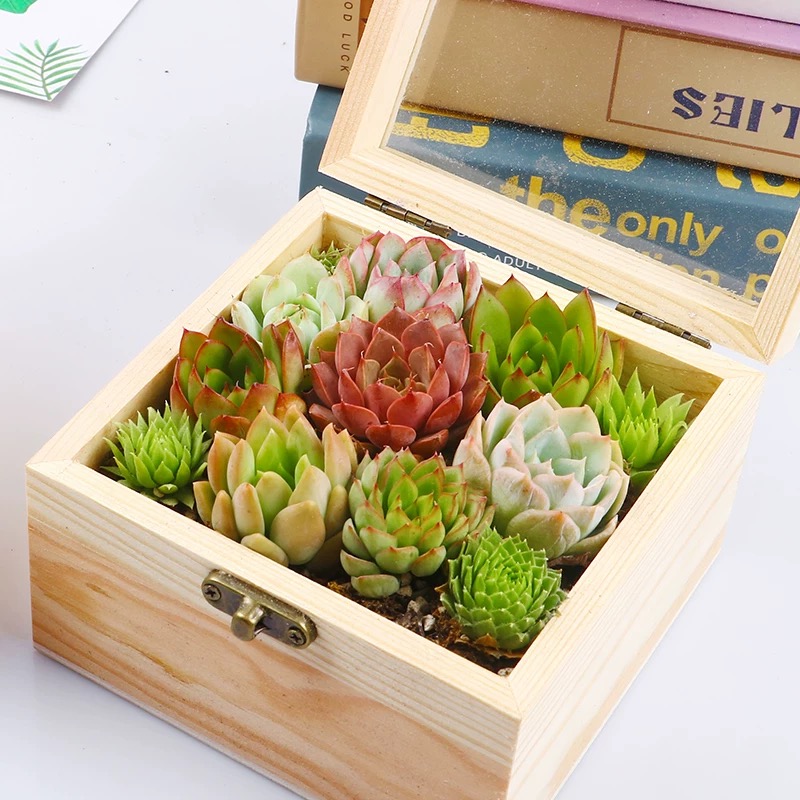 礼品木盒伴手礼多肉组合盆栽创意