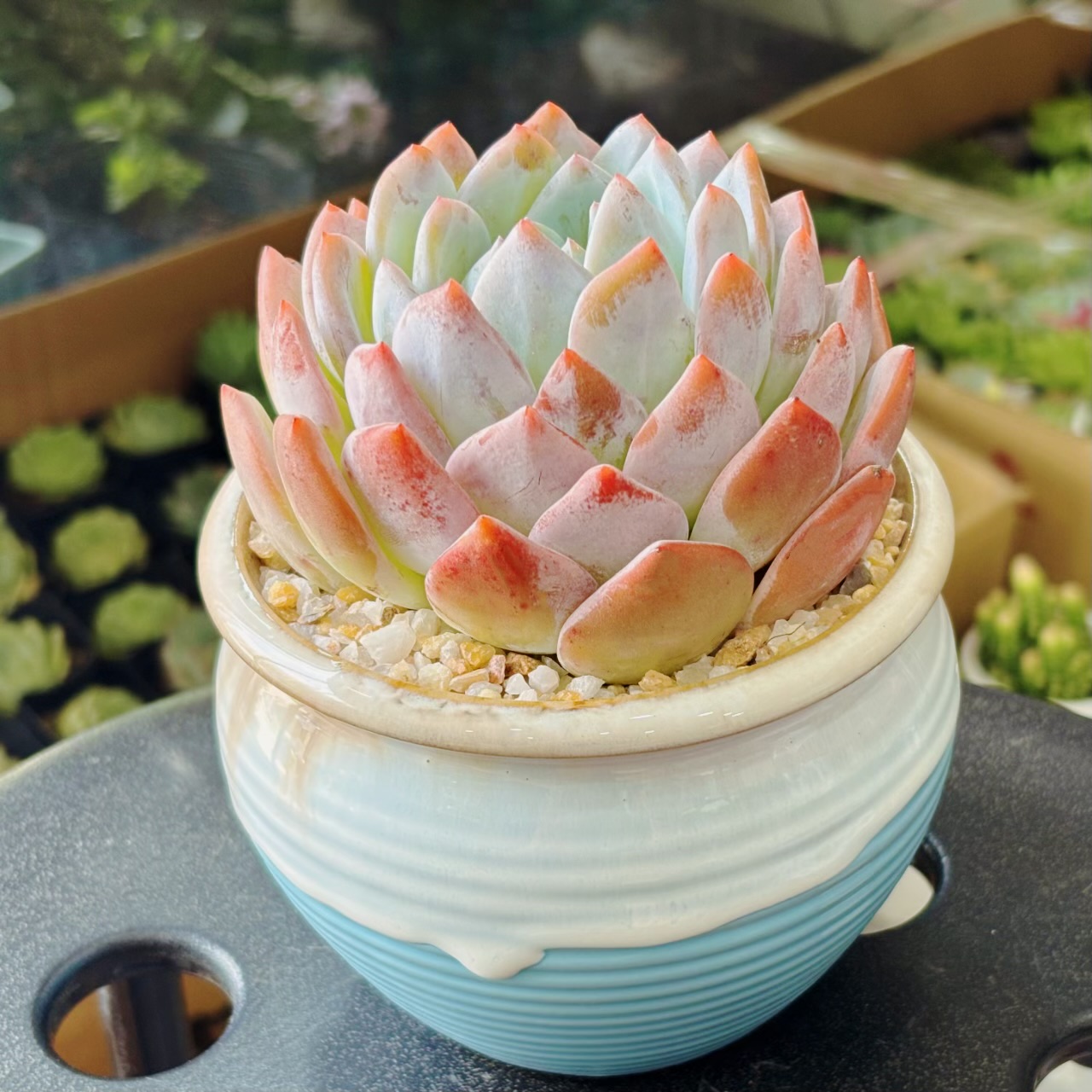 橙梦露大颗多肉植物盆栽水蜜桃吉