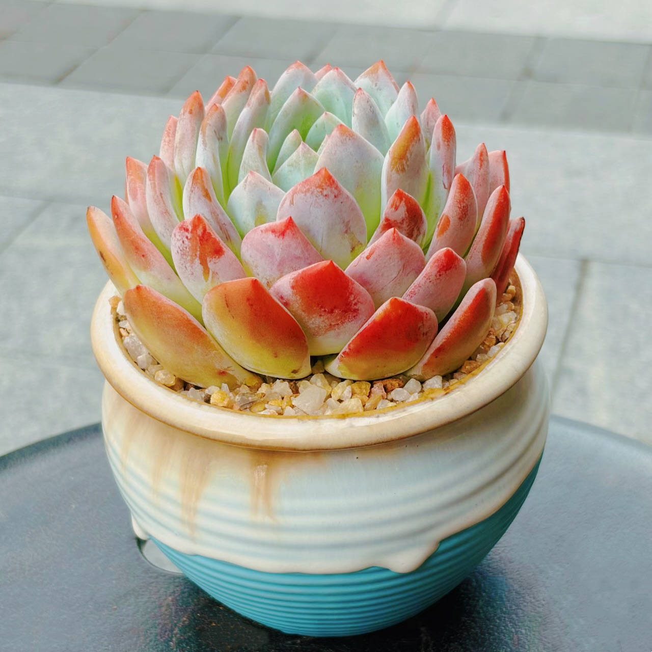 橙梦露大颗多肉植物盆栽水蜜桃吉