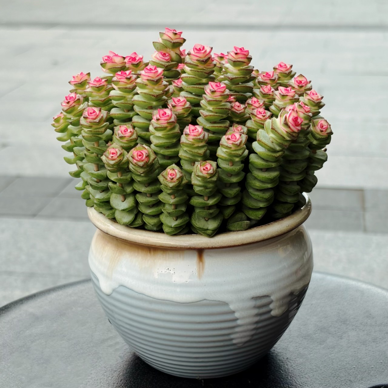 钱串钱多多植物多肉盆栽办公室桌