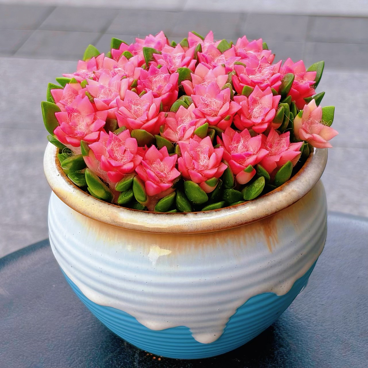 吹雪之松锦多肉植物飘雪组合室内