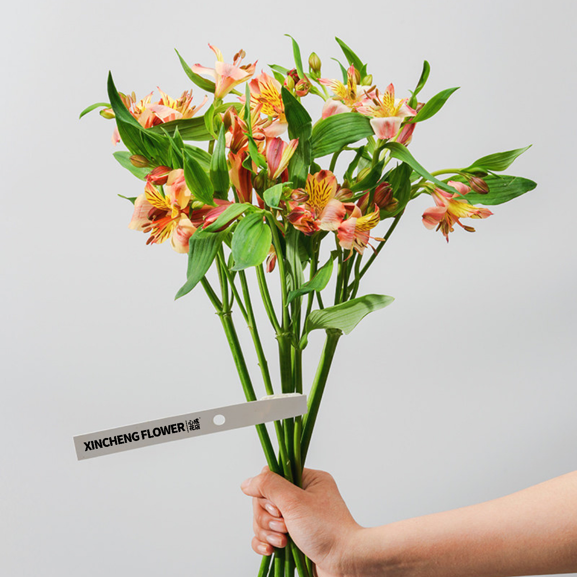 水仙百合六初花 Alstroemeria 鲜切花1扎颜色随机发货