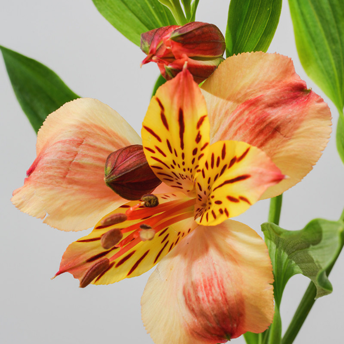 水仙百合六初花 Alstroemeria 鲜切花1扎颜色随机发货